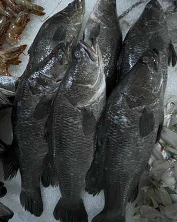 BARRAMUNDI (FRESH) - Image 3