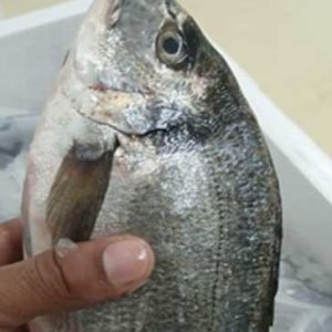 NEOM SEA BREAM 400/600