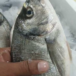 NEOM SEA BREAM 600/800