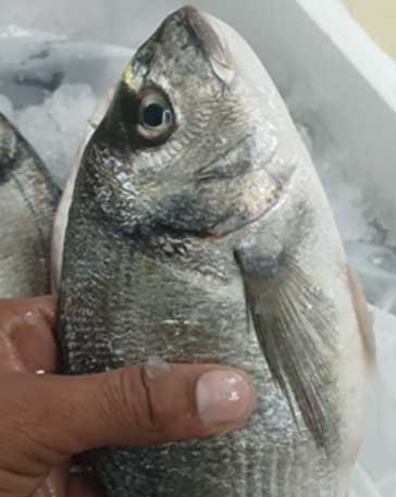 NEOM SEA BREAM 600/800