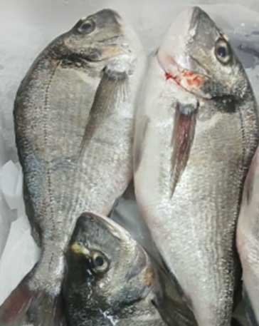 NEOM SEA BREAM 600/800 - Image 2